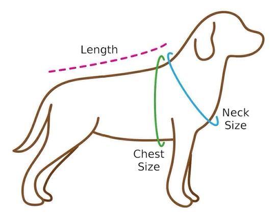 Dog Size Chart - The Pet Talk