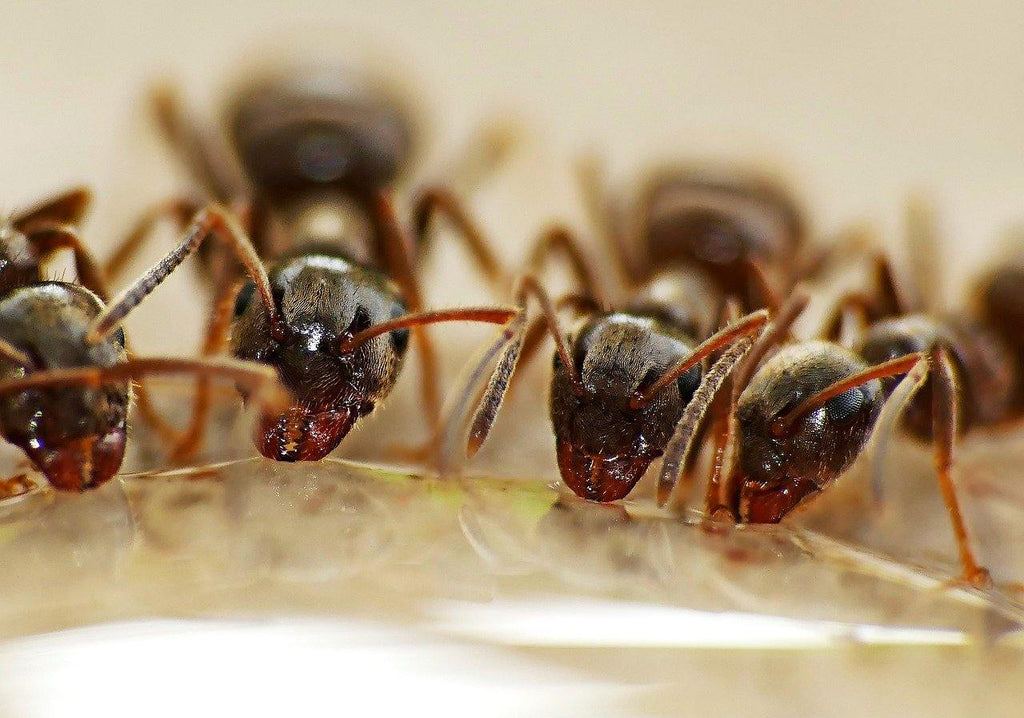 Ant Interesting Facts And The Ant Farm Caring Tips - Education - The Pet Talk