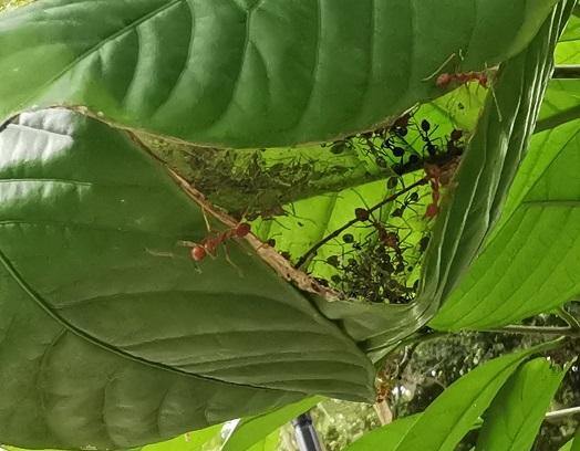 Peeping into The Weaver Ants’ Home - The Pet Talk