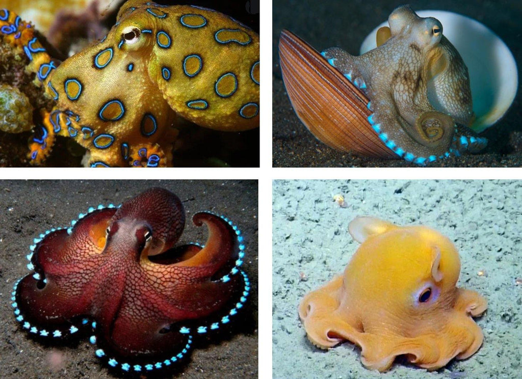 qooollooop is the name of the pet octopus, who loves the Squid Game - The Pet Talk