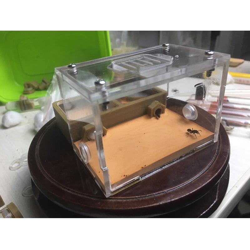 Ant Nest 3D Printing Flat Nest With Gypsum Flooring Acrylic Ant Farm Education Workshop - The Pet Talk