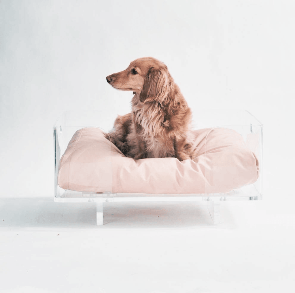 Bed | Clear Rectangular Dog Bed Base Less Easy Moving Stay Same Place - The Pet Talk