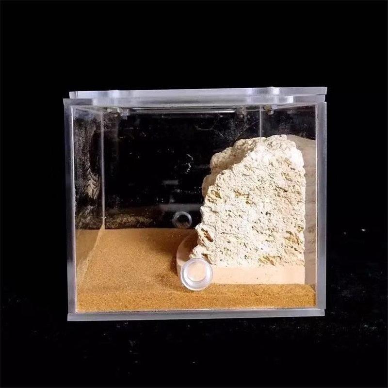 Bionic Acrylic Gypsum Ant Nest Housing Ant Farm For Ant Colony - The Pet Talk