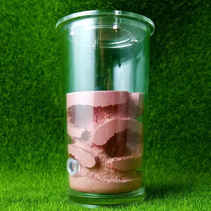 Cylindrical Acrylic Ants Farm Cup Nest High Gypsum Ants House - The Pet Talk