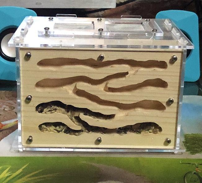 DIY Wooden Ant Farm Ecological Acrylic Ant Wood Nest Workshop - The Pet Talk