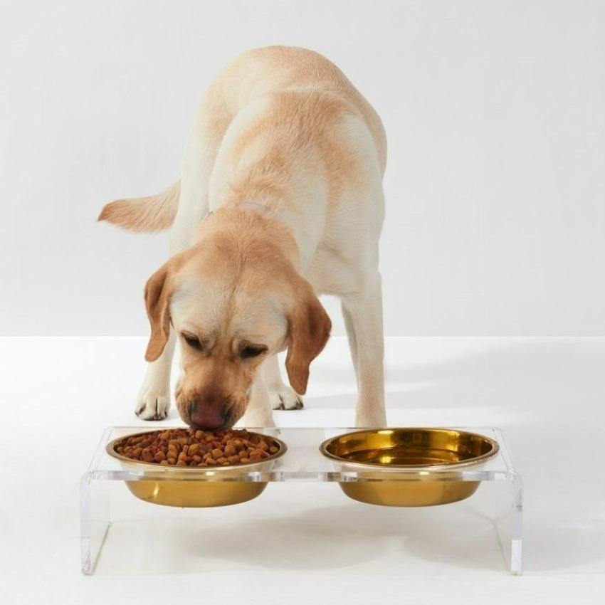 Feeder | Large Clear Double Dog Bowl Feeder with Gold Bowls 1-Quart - The Pet Talk