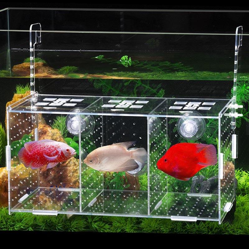 Large Fish Tank Isolation Box Acrylic Double Hooks Aquarium - The Pet Talk